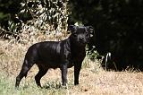 STAFFIE 411
